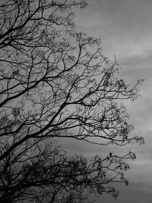 GALHOS SOB O CÉU