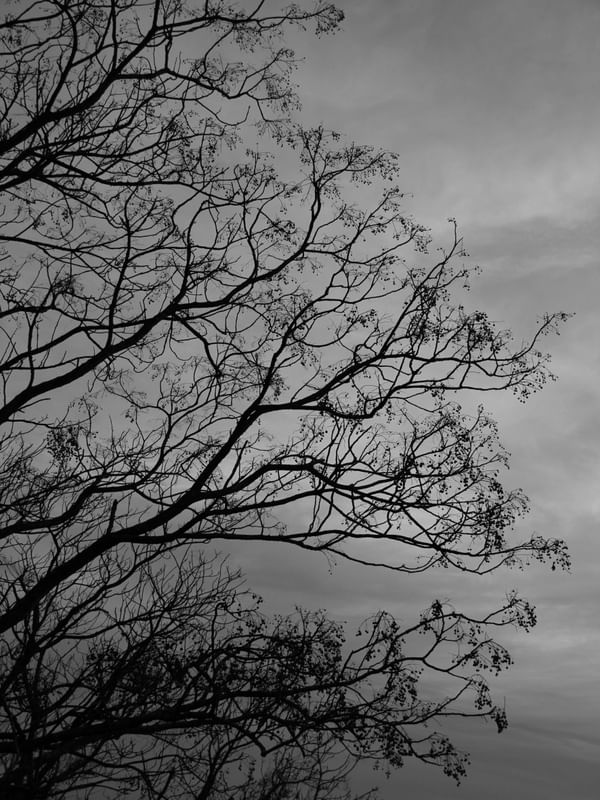 GALHOS SOB O CÉU