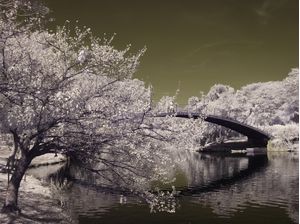 GOLD BRIDGE