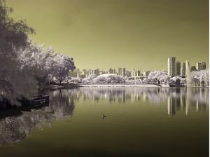 LAGO DO IBIRAPUERA INFRAVERMELHO DOURADO