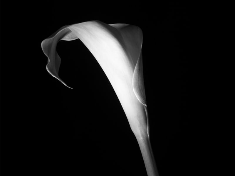 WHITE CALLA LILY