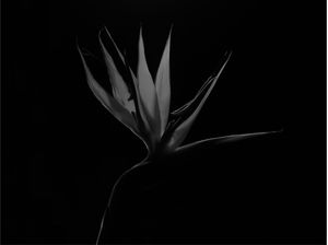 BIRD OF PARADISE FLOWER BLACK AND WHITE
