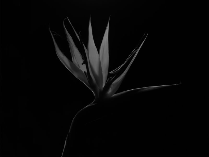 BIRD OF PARADISE FLOWER BLACK AND WHITE
