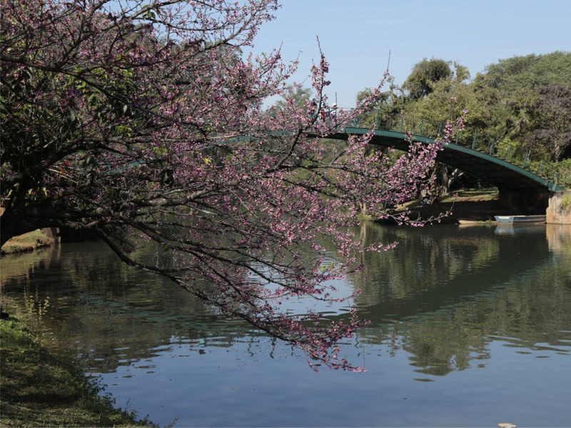 CHERRY BLOSSOM IBIRAPUERA