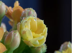 FLOR AMARELO MACRO