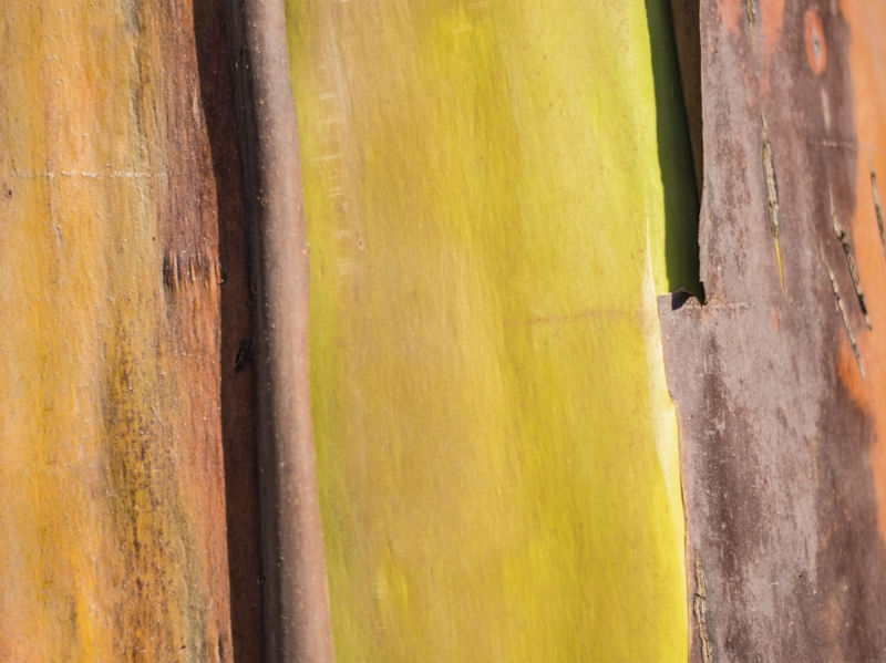CORES NATUREZA