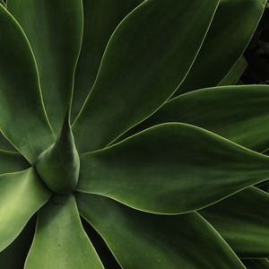 LEAF NATURE 09