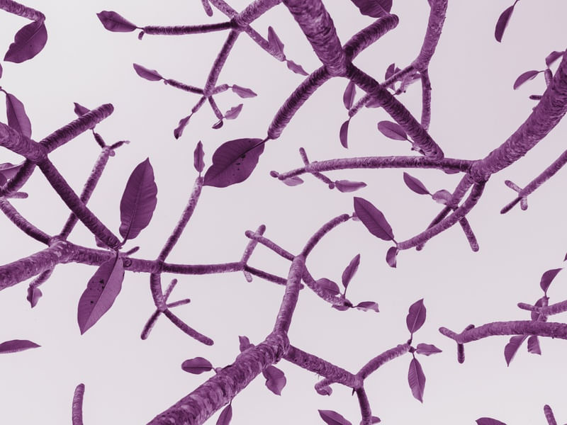 PURPLE TWIGS