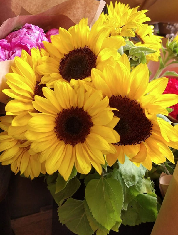 BOUQUET OF SUNFLOWERS