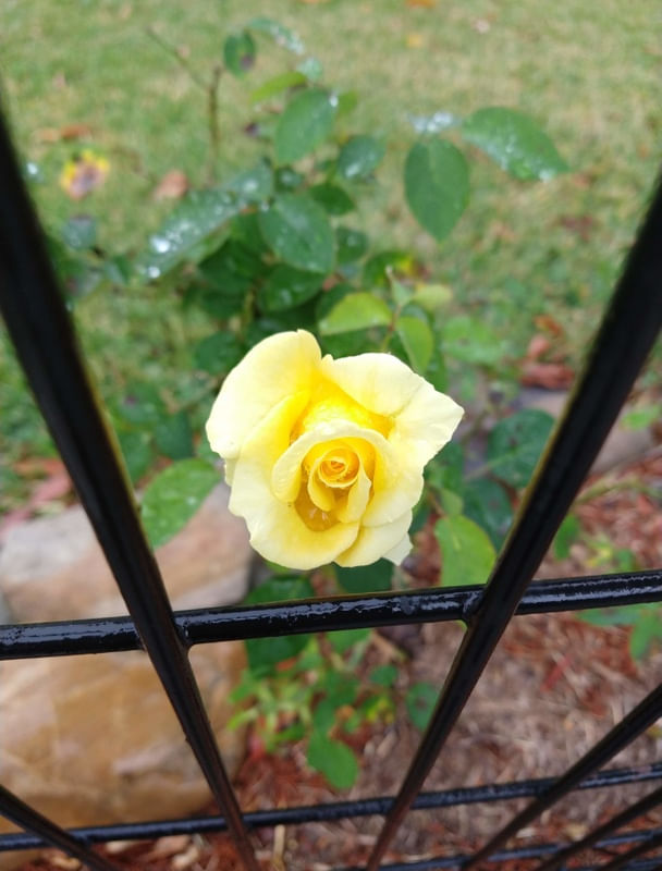 A ROSA AMARELA