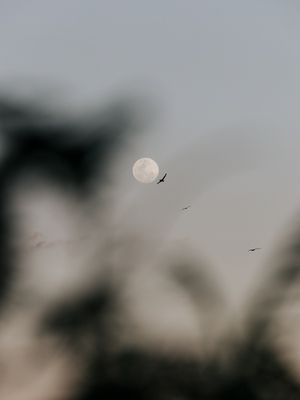 LUA DE INVERNO ATRAEM OS PÁSSAROS
