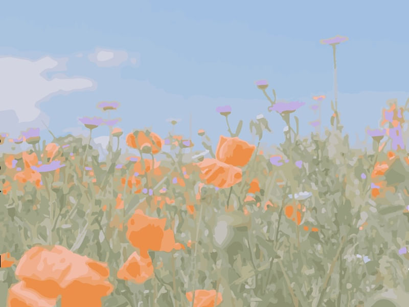 CAMPO DE FLORES LARANJAS