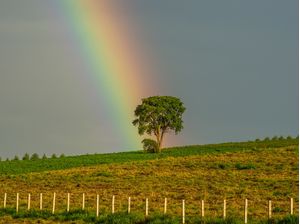 ÁRVORE COM ARCO-ÍRIS