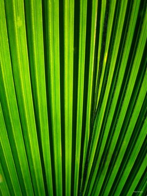 VERDE QUE TE QUERO VER Nº 04