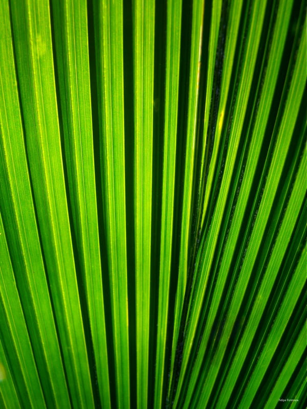 VERDE QUE TE QUERO VER Nº 04