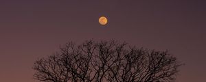 LUA E MANGUE_ROXO