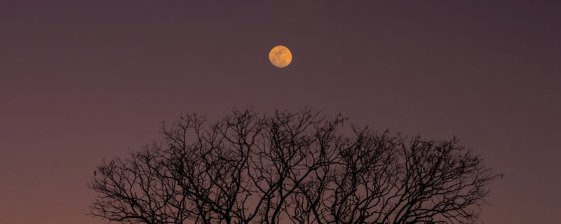 LUA E MANGUE_ROXO