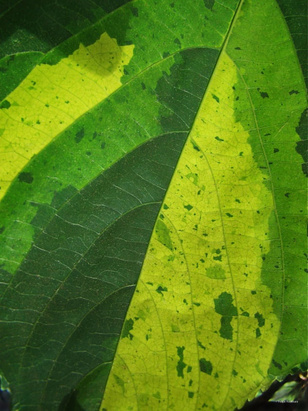 VERDE QUE TE QUERO VER Nº 07