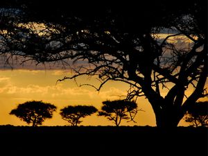 SAVANA SUNSET