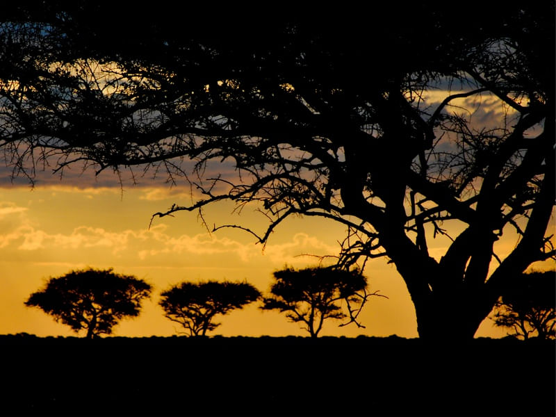 SAVANA SUNSET