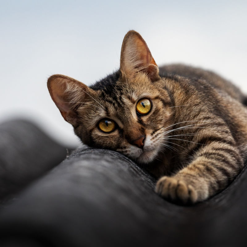 O GATO DA VIZINHA NO ME TELHADO