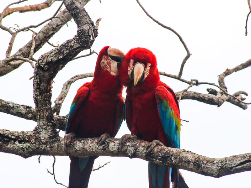 CASAL DE ARARAS VERMELHAS