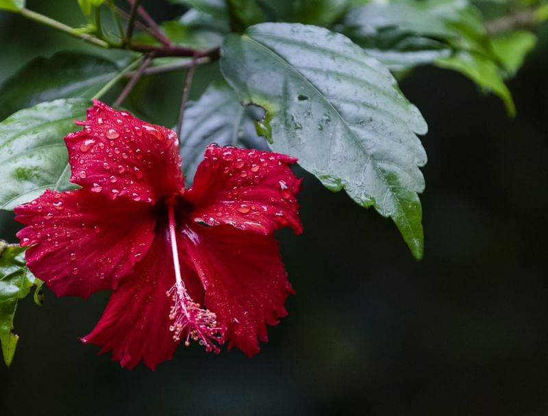 GOTAS!