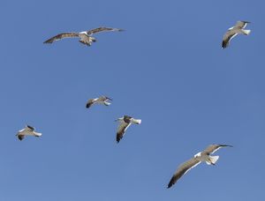 GAIVOTÕES