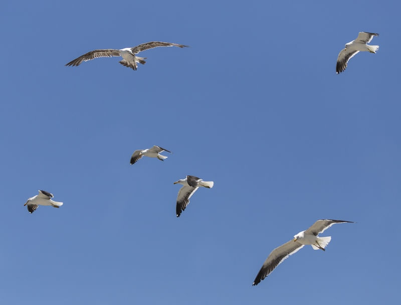 GAIVOTÕES
