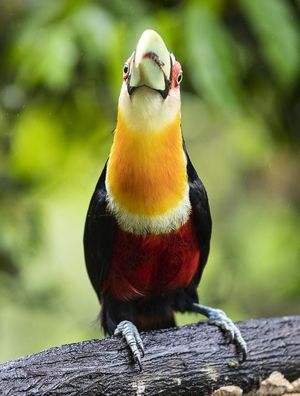 DESCOMPLICADO