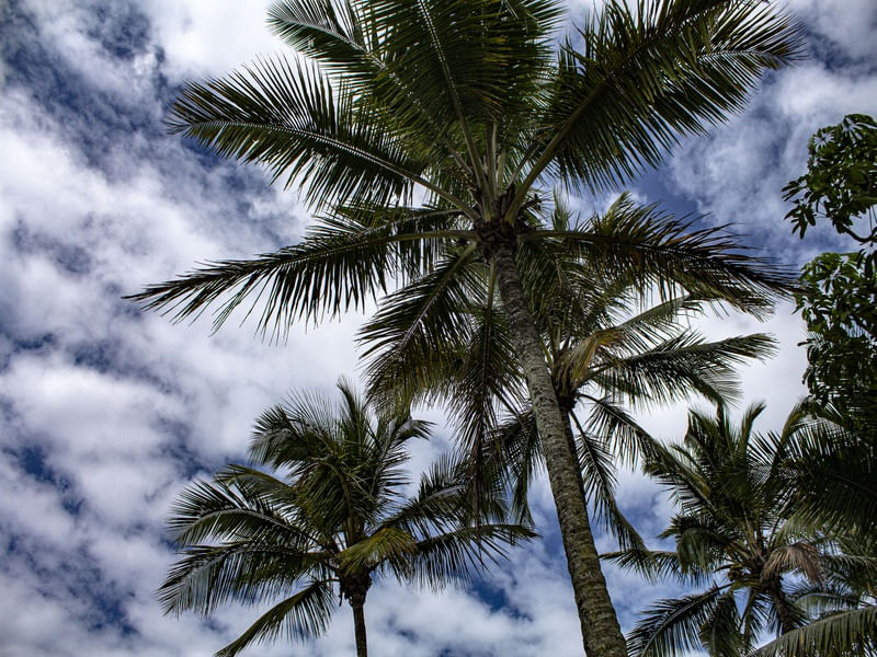 CÉU PELOS OLHOS DA BIA RIBEIRO