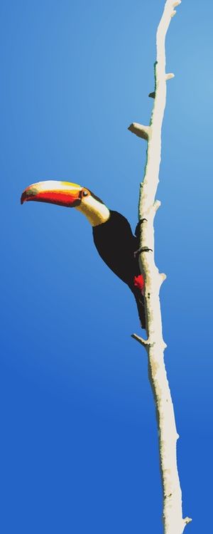TUCANO VETORIAL