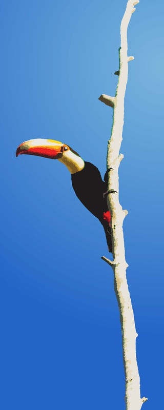 TUCANO VETORIAL