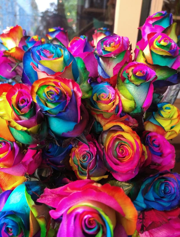 RAINBOW ROSES