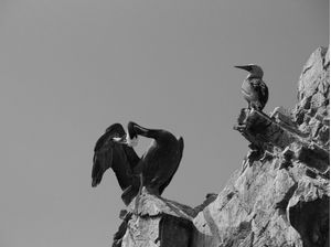 PELICANS 2