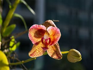 ORQUÍDEA EM RIVIERA DE SÃO LORENÇO
