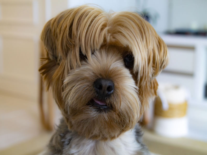 JOEY O CACHORRO FOFO!