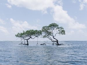 ÁRVORES IRMÃS