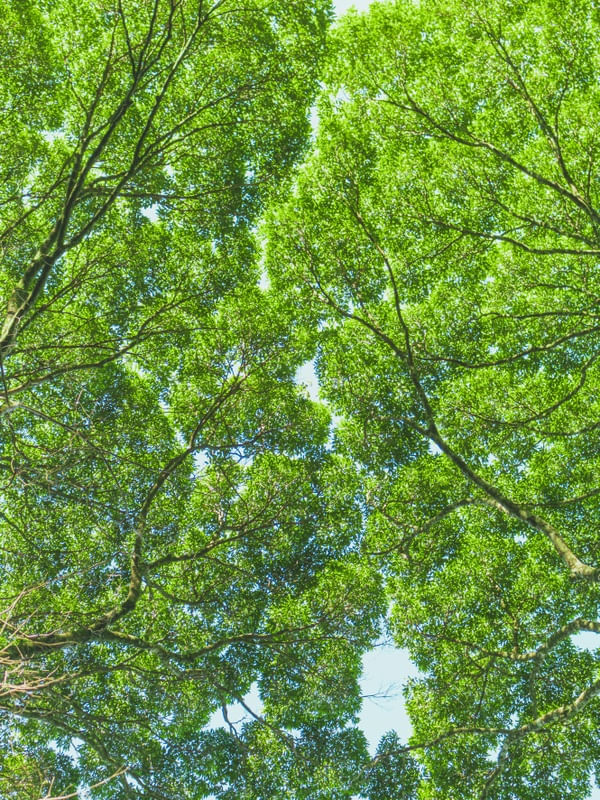PULMÃO NATURAL