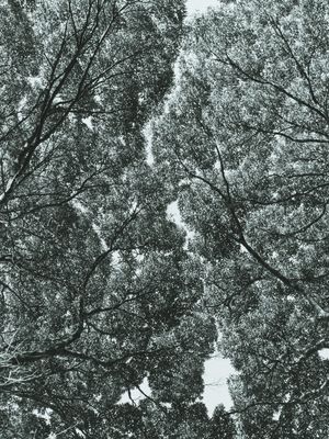 RAÍZES NO CÉU