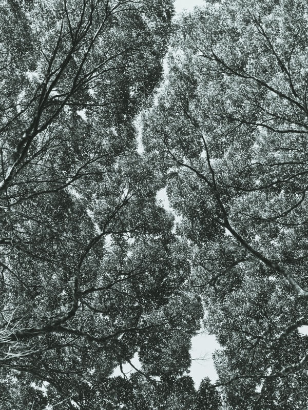 RAÍZES NO CÉU