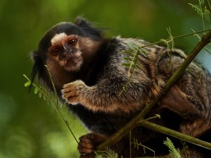 SAGUI NA CHAPADA DIAMANTINA