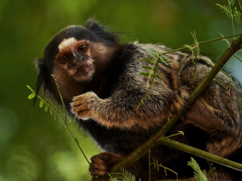 SAGUI NA CHAPADA DIAMANTINA