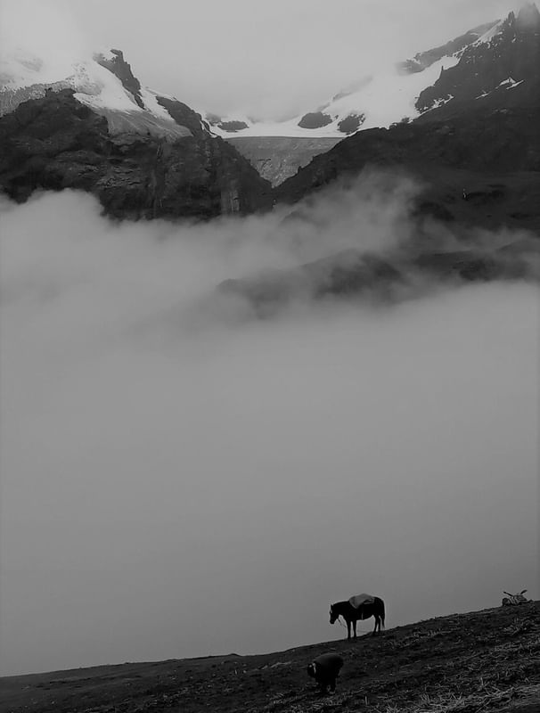LIVE NATURE