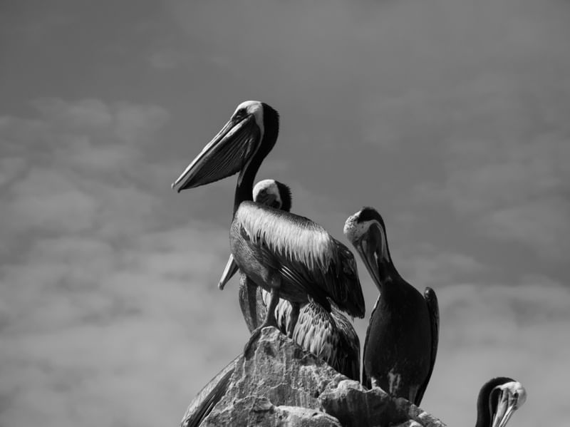 PELICANS