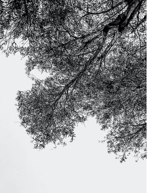 SOMBRA E FOLHAS