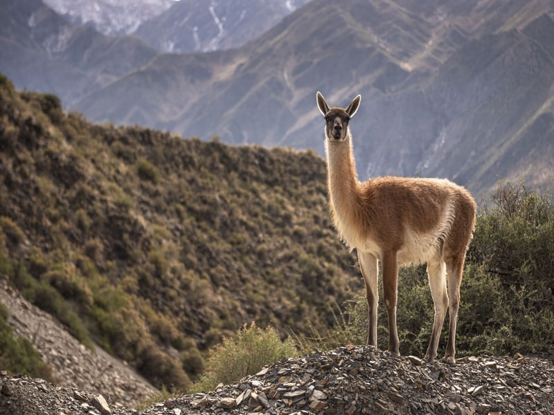 OLHAR DA LLAMA