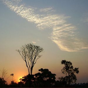 ÁRVORE COM NUVENS