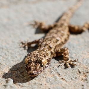 LAGARTIXA