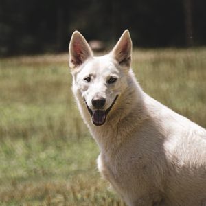 CACHOLOBO